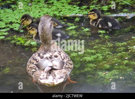 Mallard & Entchen 080622 Stockfoto