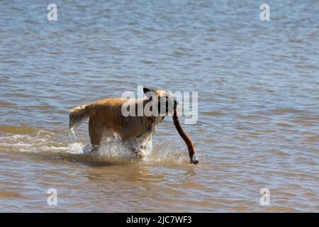 Der belgische Schäferhund auch als belgischer Schäferhund oder Chien de Berger Belge bekannt. Ein Hund läuft im seichten Wasser am Ufer des Lake Michigan. Stockfoto