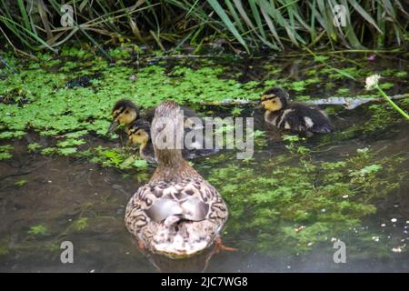 Mallard & Entchen 080622 Stockfoto