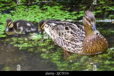 Mallard & Entchen 080622 Stockfoto