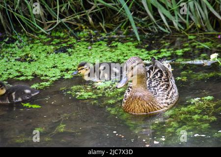 Mallard & Entchen 080622 Stockfoto