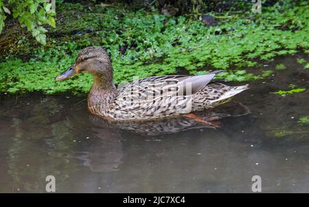 Mallard & Entchen 080622 Stockfoto