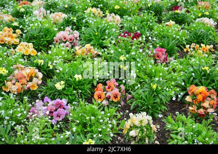 Viola wittrockiana aus einem Pariser Garten Stockfoto