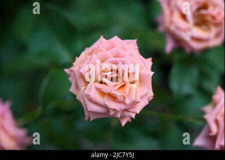 Rosa Rosenblüten im Garten Stockfoto