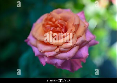 Rosa Rosenblüten im Garten Stockfoto