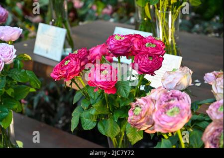 Rote Rosenblüten blühen im Garten Stockfoto