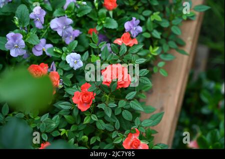 Rote Rosenblüten blühen im Garten Stockfoto