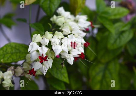 Clerodendrum thomsoniae oder blutender Glory-Bower, der in Nha Trang Vietnam wächst Stockfoto