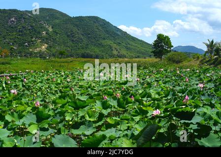 Lotussee an einem sonnigen Tag in Vietnam Stockfoto