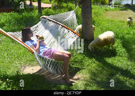 Junge Frau, die sich in der Hängematte ausruhte und Kokosnusssaft in der Nähe von Schafen trank, die Gras aßen Stockfoto