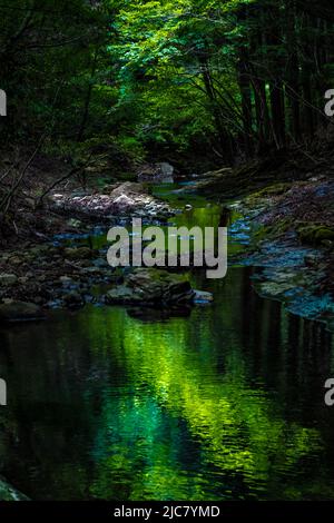 Bäume Silhouette, die auf einer ruhigen Wasseroberfläche eines Bergbaches reflektiert Stockfoto