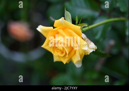 Farbenfrohe Rosenblüten im Garten Stockfoto