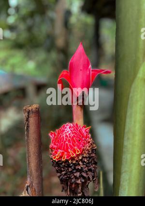 Junge Fackel-Ingwerblume - junge rote Blume wächst im Garten, rund mit grüner Pflanze Stockfoto