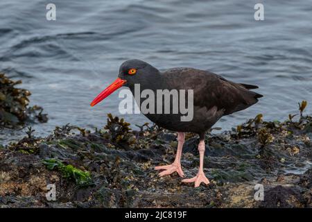 Schwarze Austernfischer Stockfoto