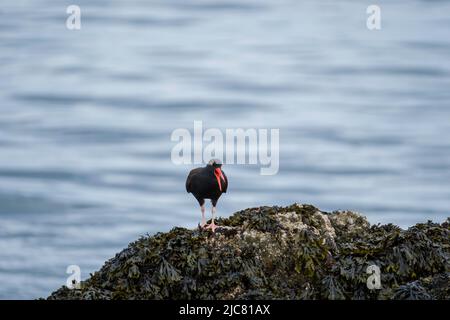 Schwarze Austernfischer Stockfoto