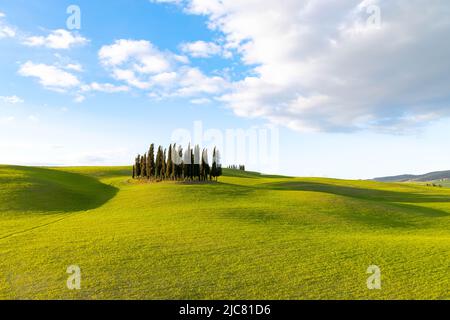 Zypressenhügel in der Toskana Stockfoto