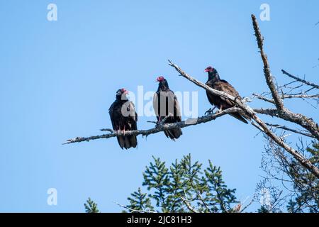 Türkei-Geier Stockfoto