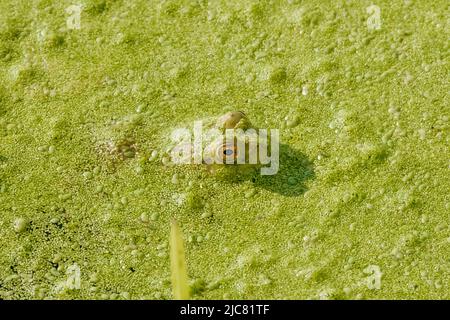 Bullfrog versteckt sich Stockfoto