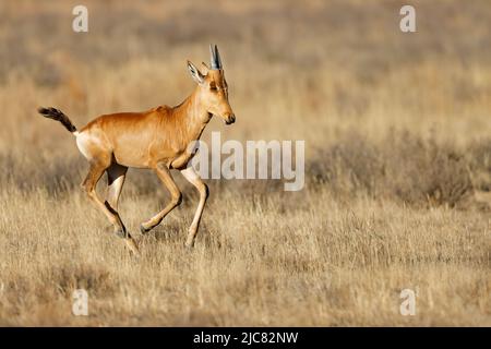 Junger roter Hartebeest (Alcelaphus buselaphus) läuft im Grasland, Mountain Zebra National Park, Südafrika Stockfoto