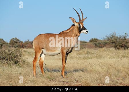 Eine seltene Pferdeantilope (Hippotragus Equinus) im natürlichen Lebensraum, Südafrika Stockfoto