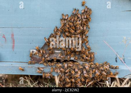 Viele Bienen kehren zum Bienenstock zurück und betreten den Bienenstock Stockfoto