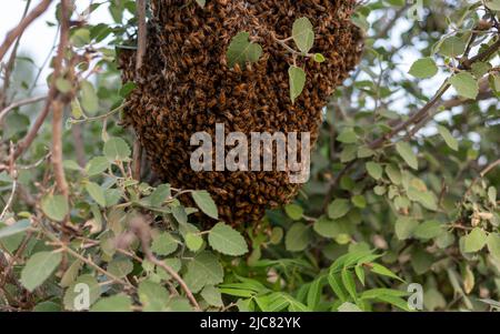 Bienenschwarm, der einen neuen Bienenstock auf einem Ast im Wald baut Stockfoto