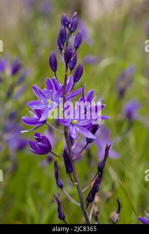 Camas Stockfoto