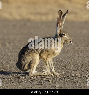 Schwarzschwanz-Jackrabbit bei Alarm. Santa Clara County, Kalifornien, USA. Stockfoto