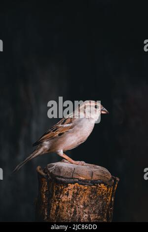 Haus Sparrow Vogel sitzt auf einem Holzblock auf isoliertem schwarzem Hintergrund Stockfoto