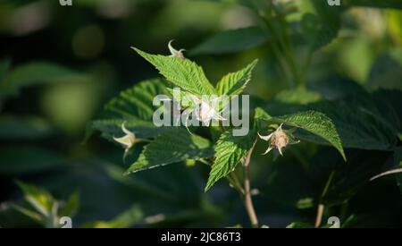 Blumen auf Himbeeren in der Natur. Die jungen unreifen Himbeeren Stockfoto