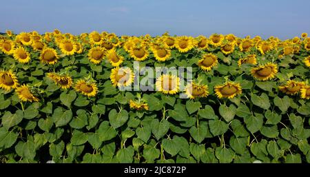 Sonnenblumenblumen aus nächster Nähe. Landwirtschaftliches Feld der blühenden Sonnenblume. Agrarlandschaft gelbe Blütenstände von blühenden Sonnenblumen und grünen Blättern am sonnigen Sommertag Bauernhof ländlichen Hintergrund Stockfoto