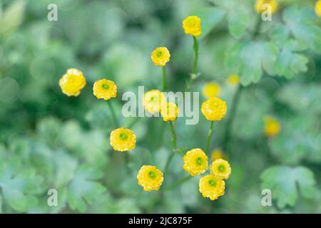 Kleine gelbe Butterblumen kriechen auf einem unfokussigen Hintergrund im Garten. Selektiver Fokus Stockfoto