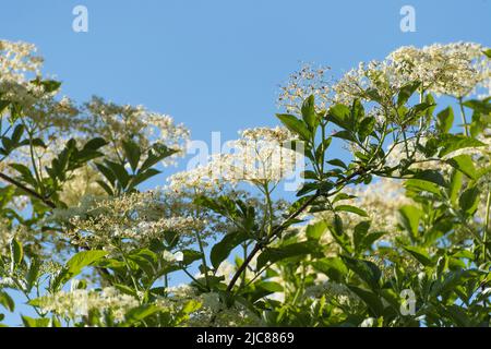 Europäische schwarze Holunderbeere (Sambucus nigra) in voller Blüte mit weißen Blüten vor blauem Himmel Stockfoto