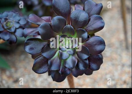 Schwarze Rose Sukkulentblume auch bekannt als aeonium arboreum ‘zwartkop’ Stockfoto
