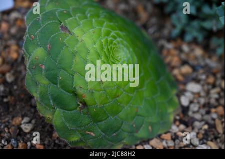 Aeonium tabuliforme, die flache Aeonium- oder Untertasserpflanze, ist eine Sukkulente im Garten Stockfoto