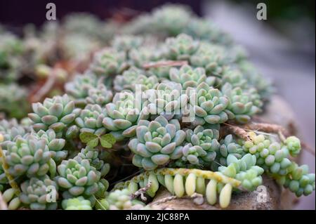 Echeveria 'Grosso' hat wunderschöne Rosetten aus spatenförmigen Blättern, die puderblau sind und lila Ränder im Garten wachsen Stockfoto