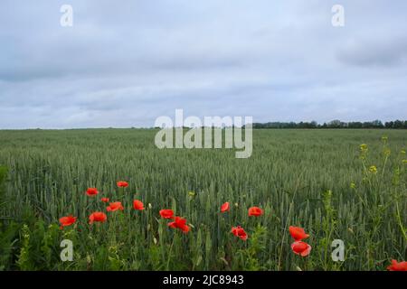 Feld von Weizen und Mohnblumen unter den Wolken an einem Sommertag Stockfoto