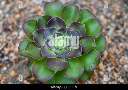 Echeveria Sukkulente Pflanzenblume, eine Wüstenpflanze, die im Garten wächst Stockfoto