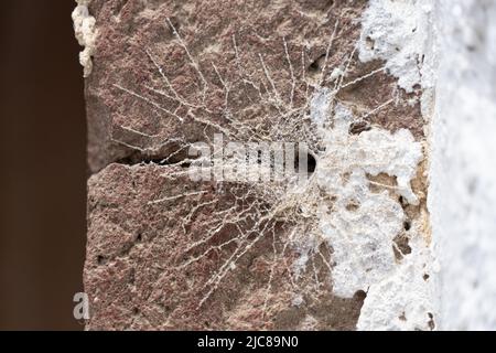 Rohrnetz einer rohrbewohnenden Spinne mit Stolperdrähten, die aus einer Spalte in einem alten Türpfosten nach außen strahlen Stockfoto