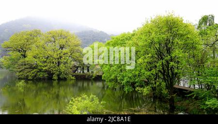 Ein Weidenbaum, der im Frühjahr zarte neue grüne Blätter an einem kleinen Teich sprießt Stockfoto