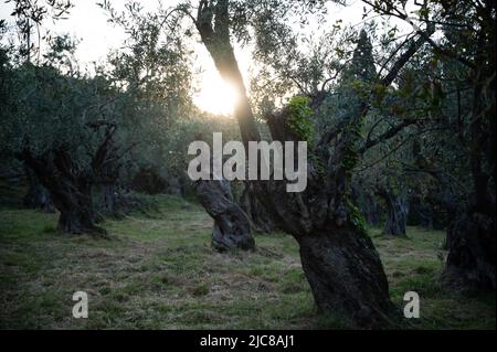 Die untergehende Sonne scheint durch die Zweige eines alten Olivenbaums in einem griechischen Olivenhain Stockfoto