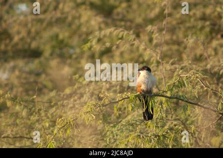 Senegal Coucal Centropus senegalensis auf einem Zweig der Kaugummiakazie Senegalia senegal. Nationalpark Langue de Barbarie. Saint-Louis. Senegal. Stockfoto