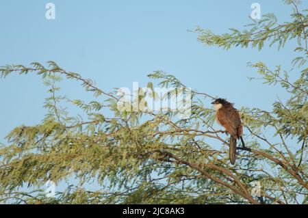 Senegal Coucal Centropus senegalensis auf einem Zweig der Kaugummiakazie Senegalia senegal. Nationalpark Langue de Barbarie. Saint-Louis. Senegal. Stockfoto