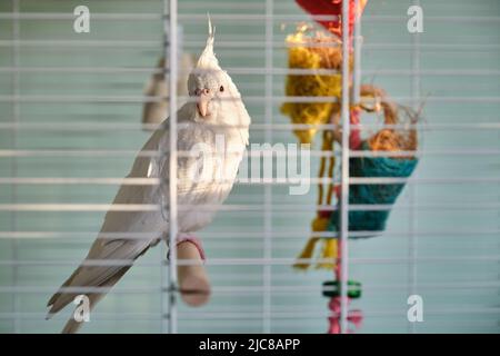 Albino-Nymphensittich beim Sonnenbaden im Vogelkäfig. Stockfoto