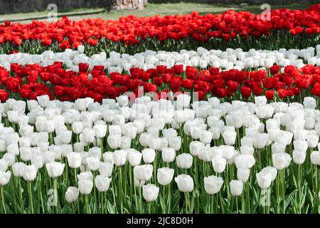 Bunte Tulpen im Emirgan Park. Istanbul Tulpenfest. Istanbul, Türkei. Stockfoto