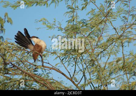 Senegal Coucal Centropus senegalensis, die auf einem Zweig der Kaugummiakazie Senegalia senegal aufbrütet. Nationalpark Langue de Barbarie. Saint-Louis. Senegal. Stockfoto