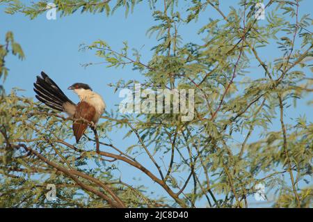 Senegal Coucal Centropus senegalensis, die auf einem Zweig der Kaugummiakazie Senegalia senegal aufbrütet. Nationalpark Langue de Barbarie. Saint-Louis. Senegal. Stockfoto