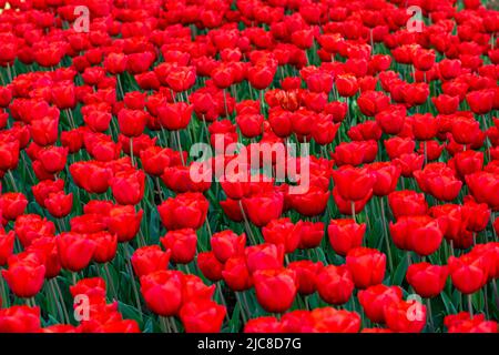 Rote Tulpen im Emirgan Park. Istanbul Tulpenfest. Istanbul, Türkei. Stockfoto