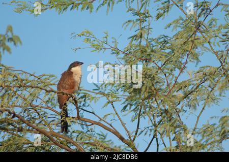 Senegal Coucal Centropus senegalensis auf einem Zweig der Kaugummiakazie Senegalia senegal. Nationalpark Langue de Barbarie. Saint-Louis. Senegal. Stockfoto