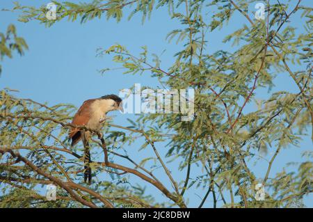 Senegal Coucal Centropus senegalensis kratzt an einem Zweig der Kaugummiakazie Senegalia senegal. Nationalpark Langue de Barbarie. Saint-Louis. Senegal. Stockfoto